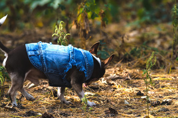 Fashionable chihuahua dog in clothes runs through the forest