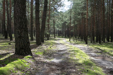 typowy sztuczny las sosnowy