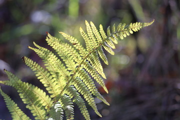 liść paproci pod słońce © qrrr
