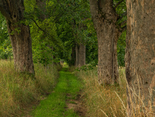 Fototapeta premium Summer alley near Jindrichovice village in west Bohemia