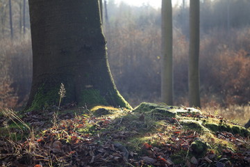 poranne światło w lesie bukowym