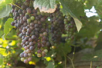 grape in the bio vineyard