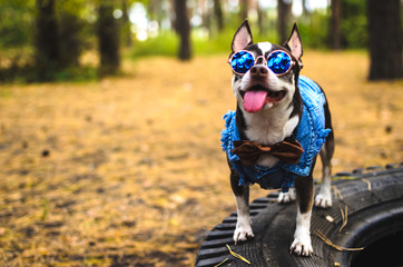 Fototapeta premium Stylish chihuahua with glasses is standing
