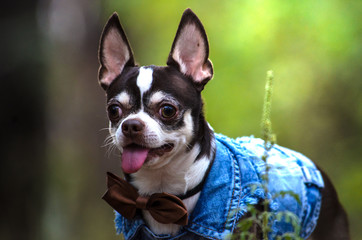 Beautiful chihuahua portrait in the forest on a green background