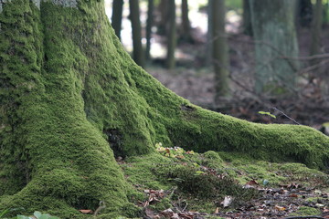 stary buk porośnięty zielonym mchem
