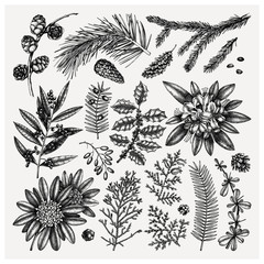 Evergreen trees and shrubs collection. Vintage Christmas elements set. Vector botanical illustration with leaves, conifers, branches, flowers, cones. Perfect for Christmas decoration or greeting cards