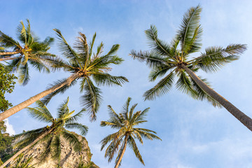 The view from the bottom up on tropical palm trees on blue sky background