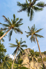 The view from the bottom up on tropical palm trees, rock and blue sky
