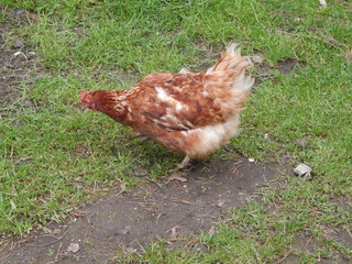 chicken, farm, agriculture, hobby, eggs, red hen