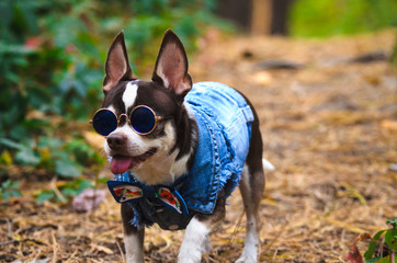 Fashionable and brutal chihuahua dog with glasses in the forest