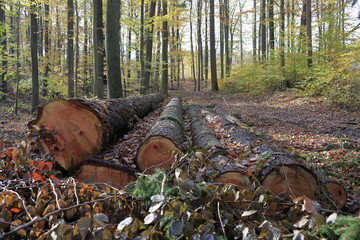 Ścięte pnie drzew ułożone w stos na terenie leśnej poręby jesienią © qrrr