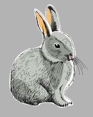 Szary królik - obrazy, fototapety, plakaty