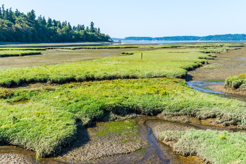 Nisqually Wetlands Grass Mounds 2