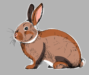 Brązowy królik - obrazy, fototapety, plakaty
