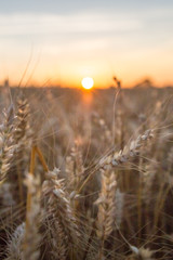 Sunset over Golden Wheat Field in Normandy - Portrait version