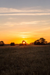 Sun Setting Behind  a Tree over Golden Wheat Field in Normandy France