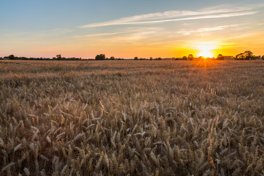 Sunset over Golden Wheat Field in Normandy - Portrait version © Angelina Cecchetto