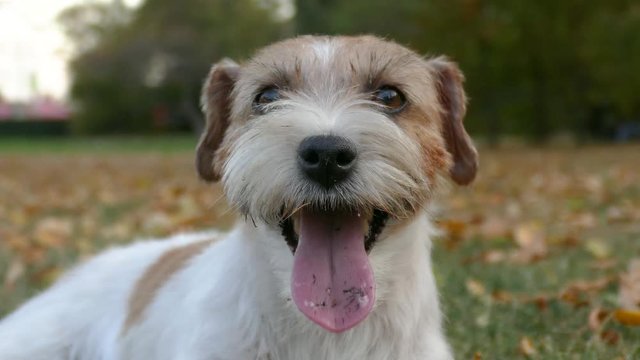 White Jack Russel terrier posin in park