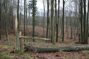 złamane przez wiatr drzewo © qrrr