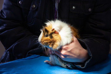 Meerschweinchen (lat. Caviidae) beim Tierarzt