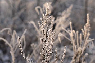 Dry grass in winter forest covered with hoarfrost close up