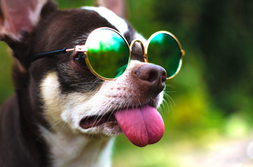 Close shot of a dog in green glasses