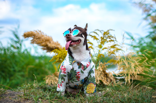 Summer photo in full Chihuahua with glasses and a shirt with pineapples