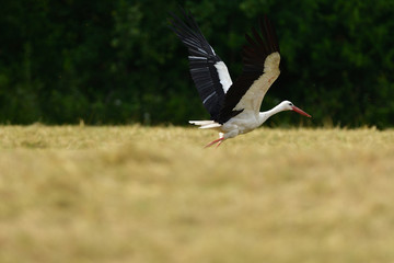 White stork taking off in the sky from a field.