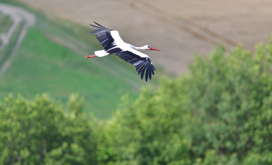 White stork flies over the woods and meadows