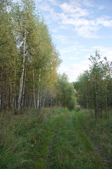 Forest road on a summer day