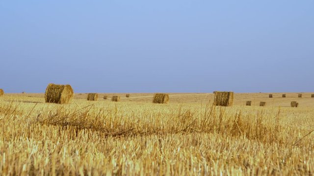 Wheat field in autumn, after harvest. A large number of haystacks of Golden color, against a beautiful blue sky. Panoramic view. Ultra HD