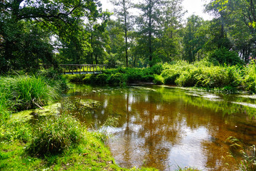 Fototapeta premium Waldsee mit Brücke