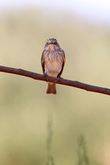 Spotted flycatcher, Muscicapa striata, birds