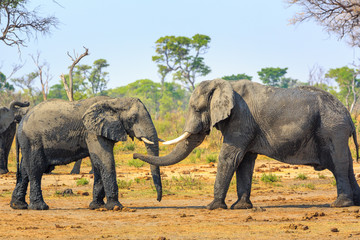 Fototapeta premium Elephants in Khaudum National Park - Namibia