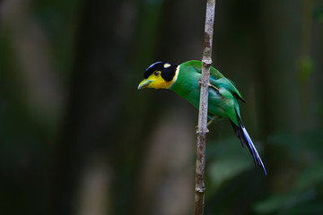colorful bird long tailed broadbill on tree branch, kaeng krachan national park, thailand 