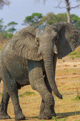 Fototapeta na wymiar Elephants in Khaudum National Park - Namibia