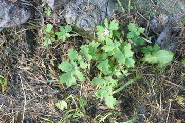 celandine growing near the wall of the house