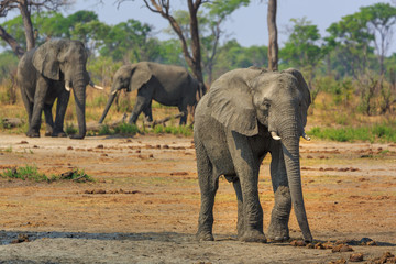 Fototapeta premium Elephants in Khaudum National Park - Namibia