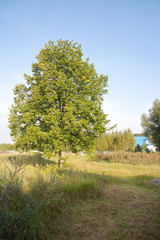 Obraz premium Tree on a field in the countryside on a summer day