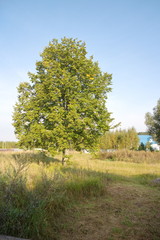 Tree on a field in the countryside on a summer day