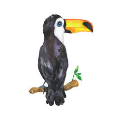 Fototapeta premium Toucan bird on a branch isolated on white background. Hand drawn watercolor illustration.