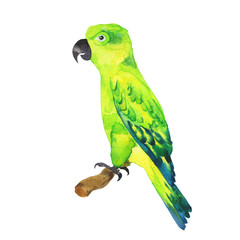 Green parrot bird on a branch isolated on white background. Hand drawn watercolor illustration.