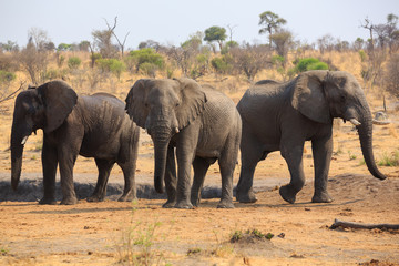 Fototapeta na wymiar Elephants in Khaudum National Park - Namibia