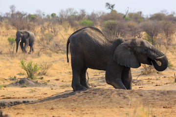 Obraz premium Elephants in Khaudum National Park - Namibia