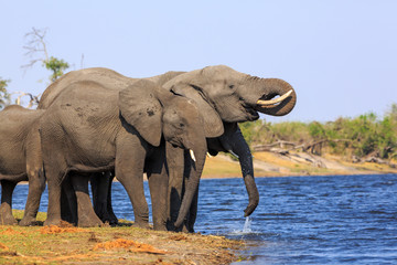 Elephants from Caprivi Strip - Bwabwata, Kwando, Mudumu National park - Namibia