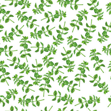 Seamless pattern with wild summer green herbs on white background. Hand drawn watercolor illustration.