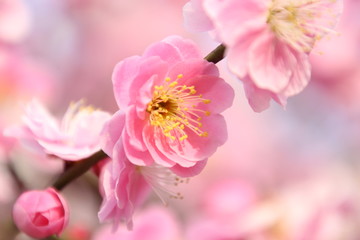 紅梅　枝垂れ梅