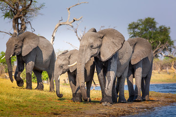 Fototapeta na wymiar Elephants from Caprivi Strip - Bwabwata, Kwando, Mudumu National park - Namibia