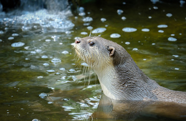 Otter