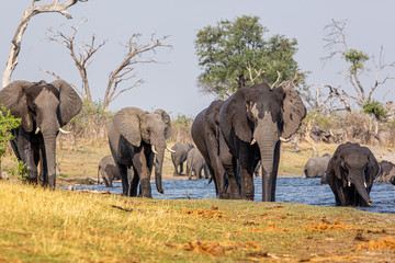 Fototapeta premium Elephants from Caprivi Strip - Bwabwata, Kwando, Mudumu National park - Namibia